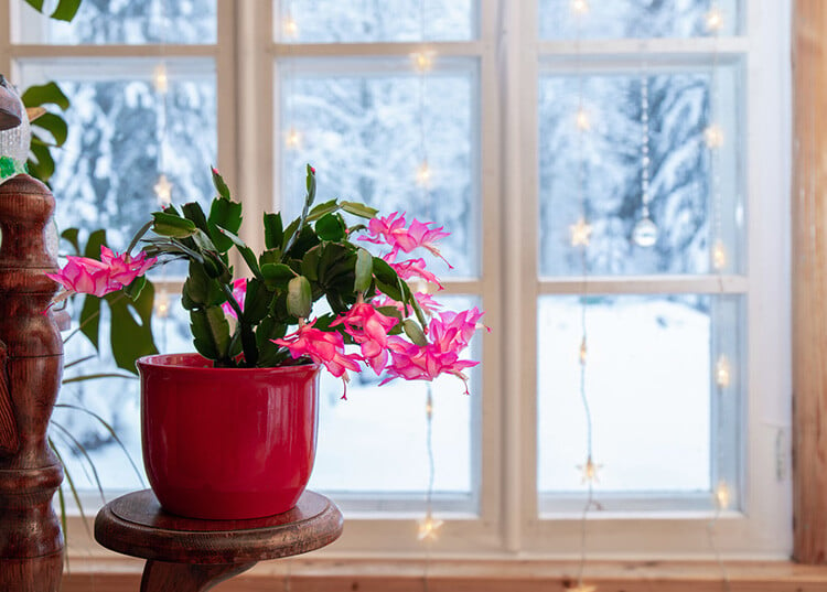 a bright pink blooming Christmas Cactus placed in front of a window with snow in the outside