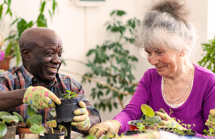 Senior Man and Senior Woman Potting Plants in a Greenhosue
