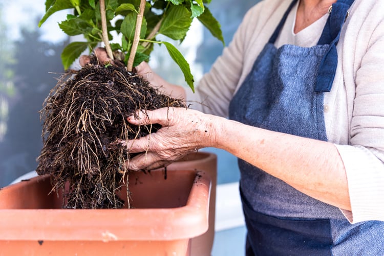 Plant roots above a new planter
