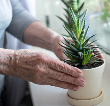 Hands of senior woman holding aloe plant